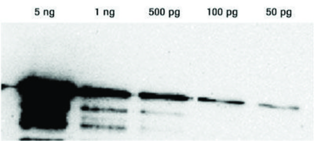 Lumi-Light Western Blotting Substrate