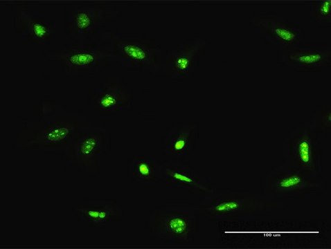 Anti-ADAR antibody produced in rabbit purified immunoglobulin, buffered aqueous solution