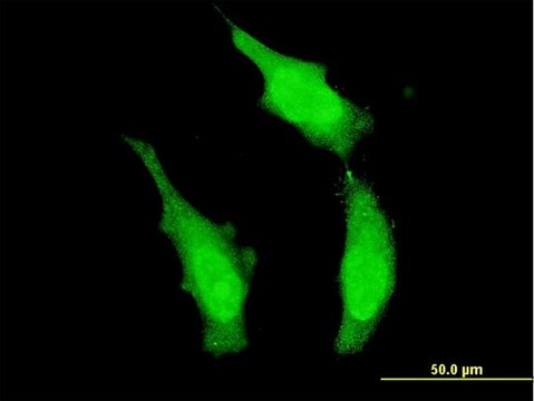 Monoclonal Anti-DND1 antibody produced in mouse clone 3H5, purified immunoglobulin, buffered aqueous solution