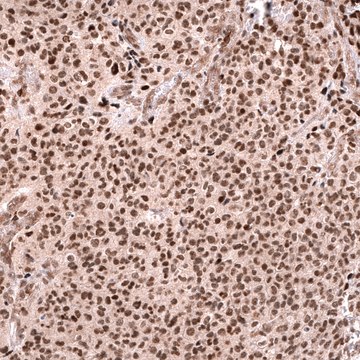 Monoclonal Anti-Foxo3 Antibody Produced In Mouse Prestige Antibodies&#174; Powered by Atlas Antibodies, clone CL13603, affinity isolated antibody, buffered aqueous glycerol solution