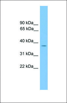 Anti-GALM antibody produced in rabbit affinity isolated antibody