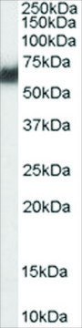 Anti-PDIA2/PDIP antibody produced in goat affinity isolated antibody, buffered aqueous solution