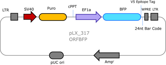 MISSION&#174; TRC3 ORF BFP Lentivirus Control