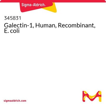 Galectin-1, Human, Recombinant, E. coli