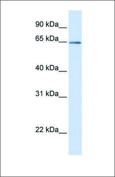 Anti-OPTN antibody produced in rabbit affinity isolated antibody