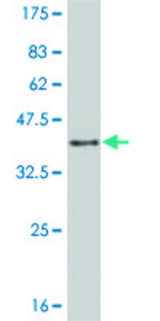 Monoclonal Anti-JAG2 antibody produced in mouse clone 1C5, purified immunoglobulin, buffered aqueous solution