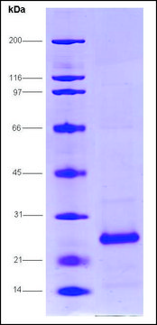 HCV-NS4A/NS3-1b Protease, Histag, strain HC-J4 from hepatitis C virus recombinant, expressed in E. coli, &#8805;80% (SDS-PAGE)