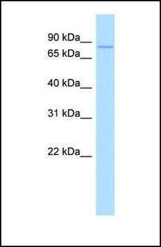 Anti-MPEG1 antibody produced in rabbit affinity isolated antibody