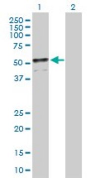 Anti-ADFP antibody produced in mouse purified immunoglobulin, buffered aqueous solution