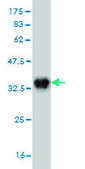 Monoclonal Anti-AURKB, (N-terminal) antibody produced in mouse clone 6G8, purified immunoglobulin, buffered aqueous solution