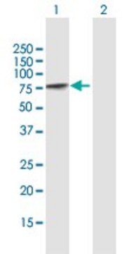 Anti-PCM1 antibody produced in mouse purified immunoglobulin, buffered aqueous solution