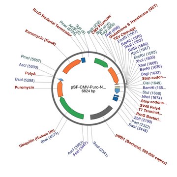 PSF-CMV-PURO-NH2-GST-TEV - N-TERMINAL GST TAG MAMMALIAN PLASMID plasmid vector for molecular cloning