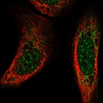 Anti-CSPG5 antibody produced in rabbit Prestige Antibodies&#174; Powered by Atlas Antibodies, affinity isolated antibody