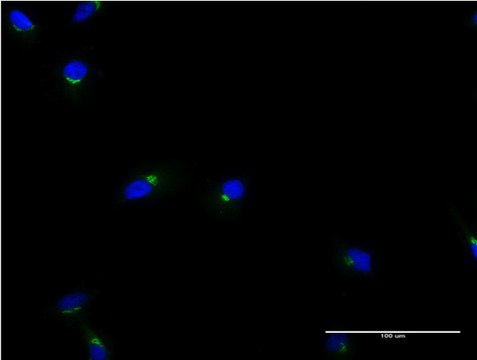 Monoclonal Anti-ACBD3 antibody produced in mouse clone 2H2, purified immunoglobulin, buffered aqueous solution