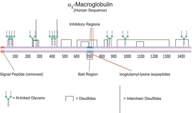 &#945;2-巨球蛋白，人血浆 A multifunctional, secreted glycoprotein that acts as a broad range irreversible protease inhibitor that forms a "trap" around most proteases.