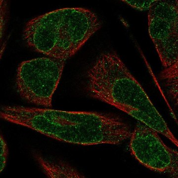 Anti-SYNE3 antibody produced in rabbit Prestige Antibodies&#174; Powered by Atlas Antibodies, affinity isolated antibody