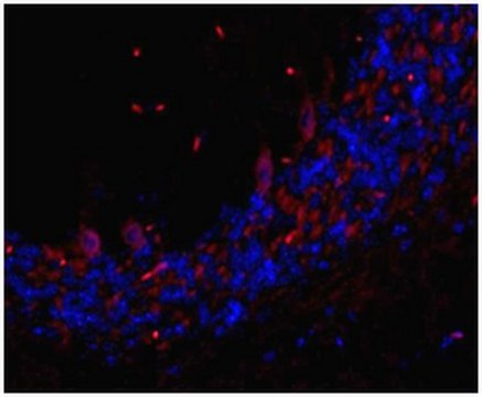 Anti-TMEM106B Antibody, clone TME-N 6F2 clone TME-N 6F2, from rat