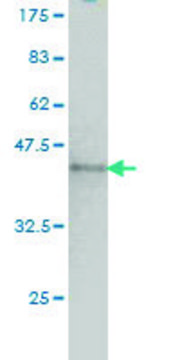 Monoclonal Anti-NUMA1 antibody produced in mouse clone 1C5, purified immunoglobulin, buffered aqueous solution