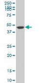 Monoclonal Anti-PTPNS1, (C-terminal) antibody produced in mouse clone 4C7, purified immunoglobulin, buffered aqueous solution