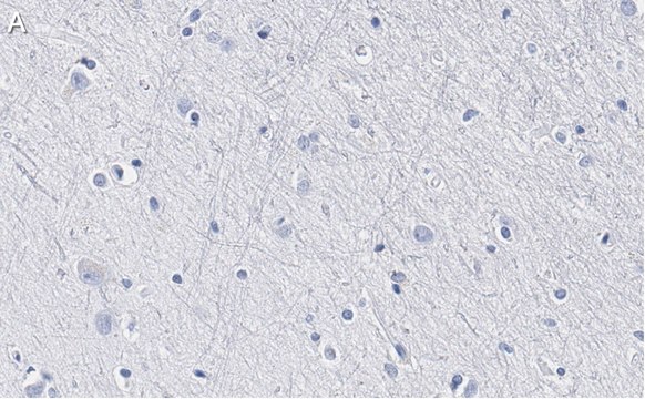 Anti-BLBP/FABP7 Antibody, clone 7I23, ZooMAb&#174; Rabbit Monoclonal recombinant, expressed in HEK 293 cells