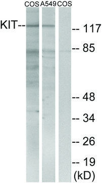 Anti-C-KIT antibody produced in rabbit affinity isolated antibody