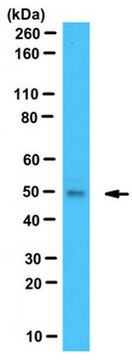 Anti-Gdown1 Antibody from sheep, purified by affinity chromatography