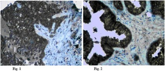 Anti-Claudin-5 Antibody from rabbit, purified by affinity chromatography