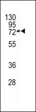 ANTI-BCL-6(C-TERMINAL) antibody produced in rabbit affinity isolated antibody, buffered aqueous solution