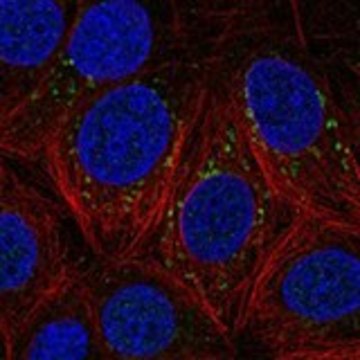 Anti-DSCAM antibody produced in rabbit Prestige Antibodies&#174; Powered by Atlas Antibodies, affinity isolated antibody, buffered aqueous glycerol solution