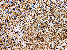 Anti-ABCA1 affinity isolated antibody