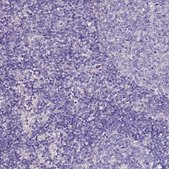 Anti-SLC44A3 antibody produced in rabbit Prestige Antibodies® Powered by Atlas Antibodies, affinity isolated antibody, buffered aqueous glycerol solution