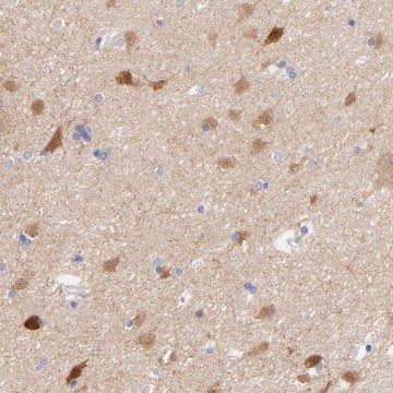 Anti-GPHN antibody produced in rabbit Prestige Antibodies&#174; Powered by Atlas Antibodies, affinity isolated antibody, buffered aqueous glycerol solution