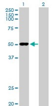 Anti-ODC1 antibody produced in rabbit purified immunoglobulin, buffered aqueous solution