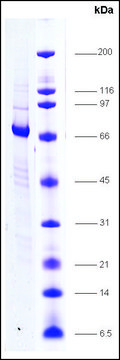 RXR, &#946; human recombinant, expressed in insect cells, &#8805;80% (SDS-PAGE)