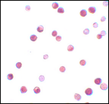 Anti-NALP11 antibody produced in rabbit affinity isolated antibody, buffered aqueous solution