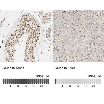 Anti-CDK7 antibody produced in rabbit Prestige Antibodies&#174; Powered by Atlas Antibodies, affinity isolated antibody, buffered aqueous glycerol solution