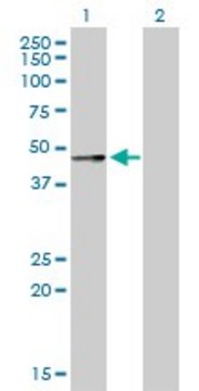 Anti-SERPINA12 antibody produced in rabbit purified immunoglobulin, buffered aqueous solution