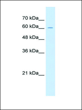 Anti-ZP2 antibody produced in rabbit IgG fraction of antiserum