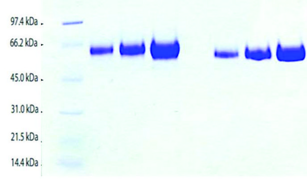 Kininogen,LMW from human plasma &#8805;95% (SDS-PAGE)