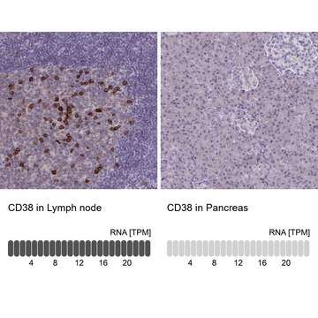 Anti-CD38 antibody produced in rabbit Prestige Antibodies&#174; Powered by Atlas Antibodies, affinity isolated antibody, buffered aqueous glycerol solution