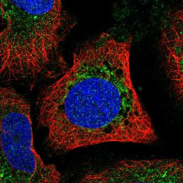 Anti-MFN1 antibody produced in rabbit Prestige Antibodies&#174; Powered by Atlas Antibodies, affinity isolated antibody