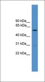 Anti-DCT antibody produced in rabbit affinity isolated antibody