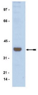 Anti-ATF1 Antibody, rabbit monoclonal culture supernatant, Upstate&#174;