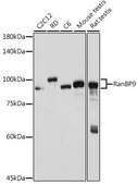 Anti-RanBP9 antibody produced in rabbit