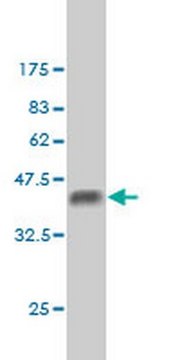 Anti-BCL9 Mouse mAb (2D4) liquid, clone 2D4, Calbiochem&#174;