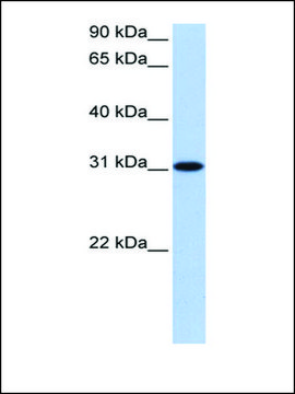 Anti-TNRC18 antibody produced in rabbit affinity isolated antibody