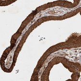 Anti-SERAC1 antibody produced in rabbit Prestige Antibodies® Powered by Atlas Antibodies, affinity isolated antibody, buffered aqueous glycerol solution, Ab2