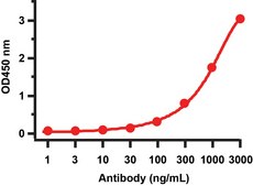 Anti-SARS-CoV-2 (COVID-19) Membrane antibody produced in rabbit affinity isolated antibody