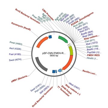 PSF-CMV-FMDV-RLUC - FMDV IRES RENILLA LUCIFERASE VECTOR plasmid vector for molecular cloning