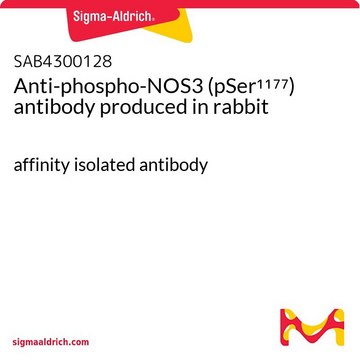 Anti-phospho-NOS3 (pSer1177) antibody produced in rabbit affinity isolated antibody